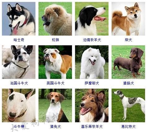 咖啡色狗品種|獨特毛色粗骨中型犬～《咖啡加奶》不爆衝! 超像品種犬的米克。